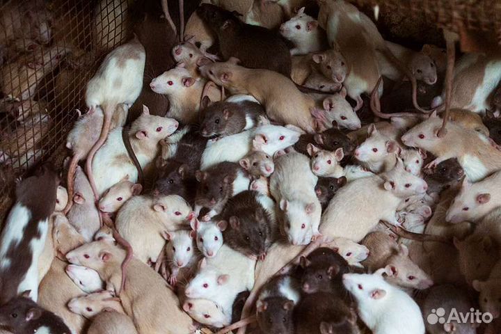 Кормовые мыши и крысы