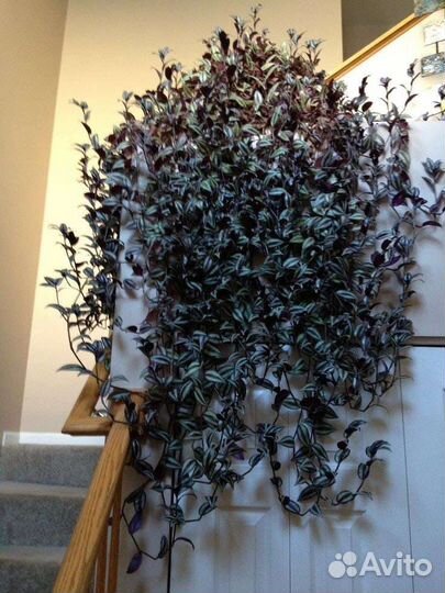 Традесканция