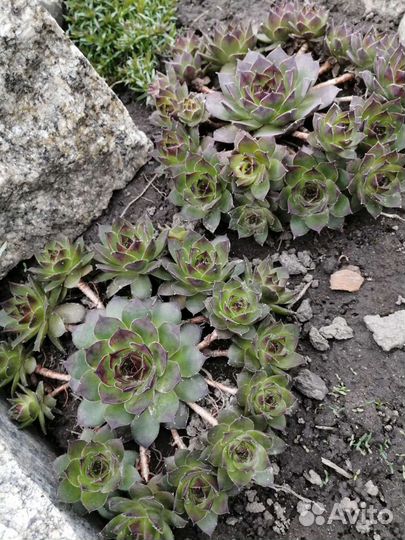 Каменная роза /суккулент/ молодило