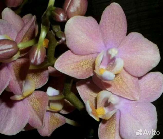 Орхидеи фаленопсис сортовые