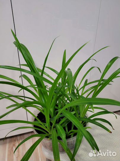 Хлорофитум