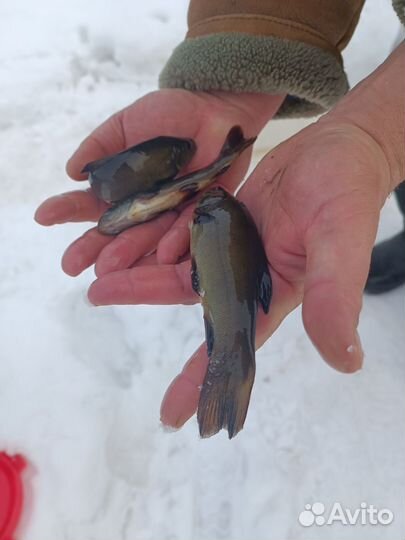 Линь, белый амур, толстолобик и др