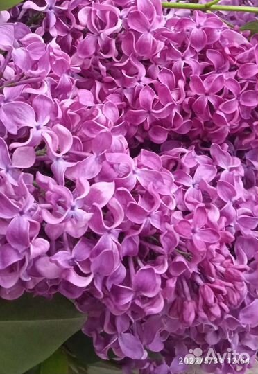 Садовые растения