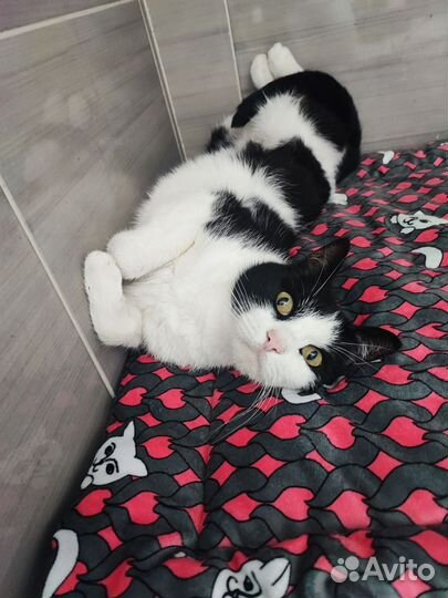 Маруся в дар бесплатно