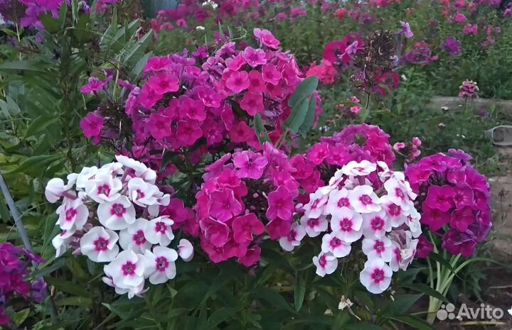 Флоксы сортовые