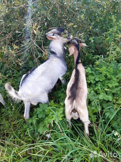 Альпийские козлы