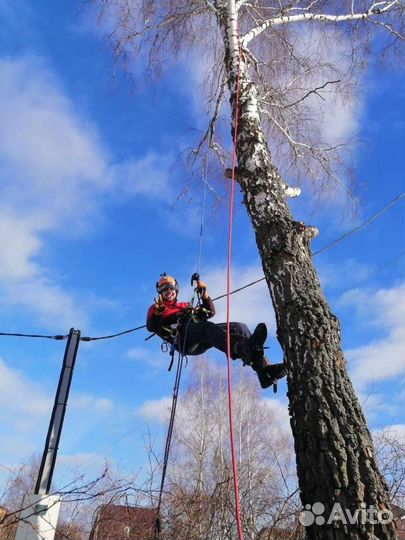 Спил деревьев г. Сергиев Посад