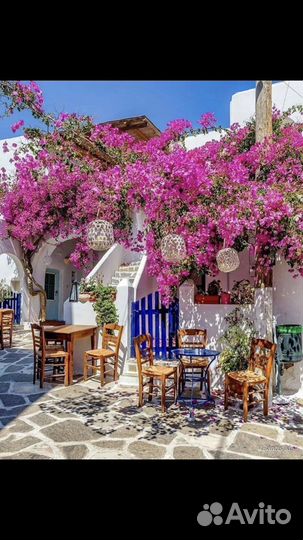 Бугенвиллия