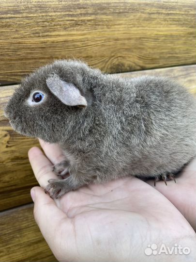 Морская свинка американский тедди