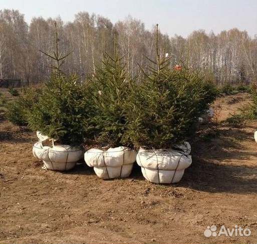 Крупномер ели