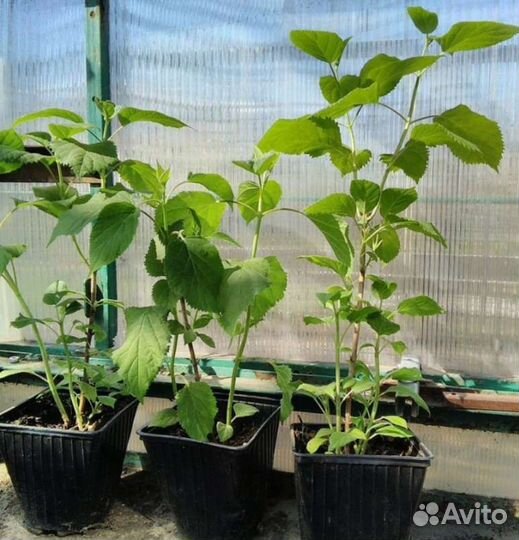 Древовидная Аннабель