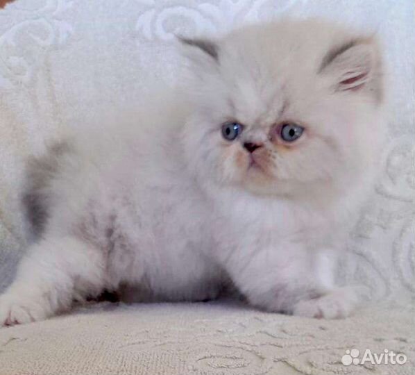 Экзотическая милашка