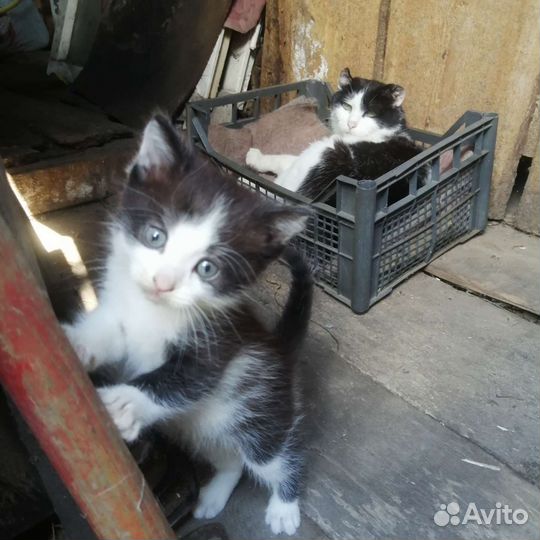 Котик в добрые руки