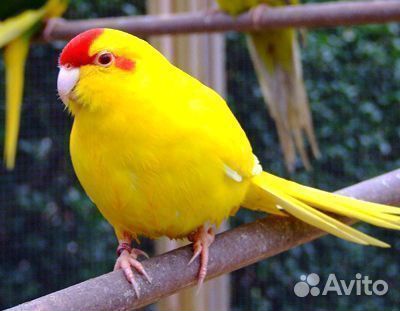 Какарик желтый выкормыш