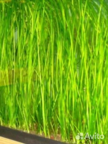 Валлиснерия и криптокорина