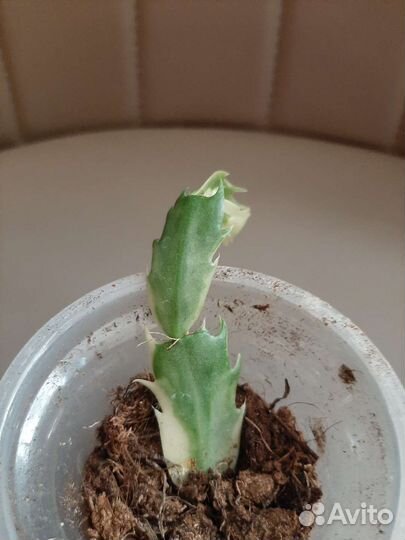 Декабрист шлюмбергера Madam Butterfly Variegated