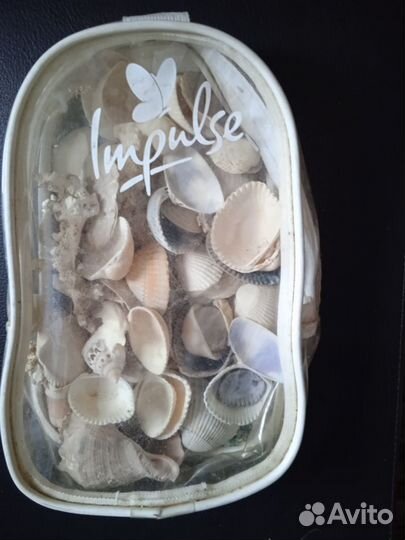 Ракушки морские