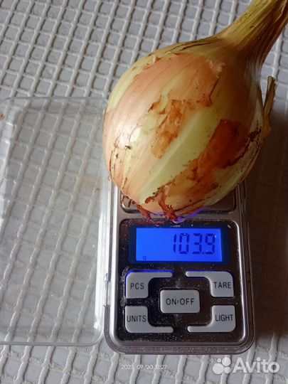 Березовский аристократ лук шалот