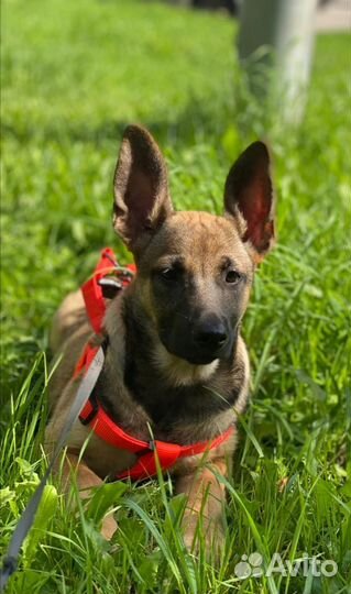 Щенок метис