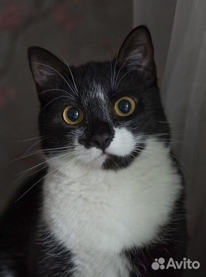 Сильвия в ответственную семью