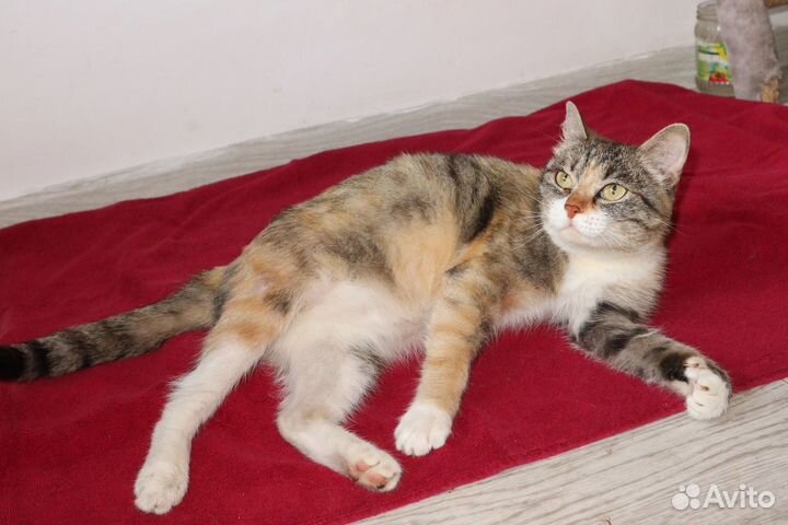 Кошка Радуга