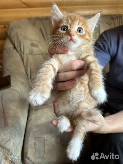 Котята домашние