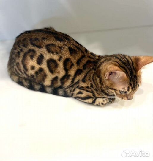 Бенгальские котята девочки Леопард