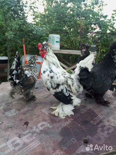 Инкубационное яйцо пародистых кур