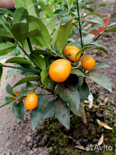 Кумкваты, Оранжекваты, Каламандины