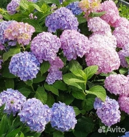 Гортензии, Пионы, Лилейники