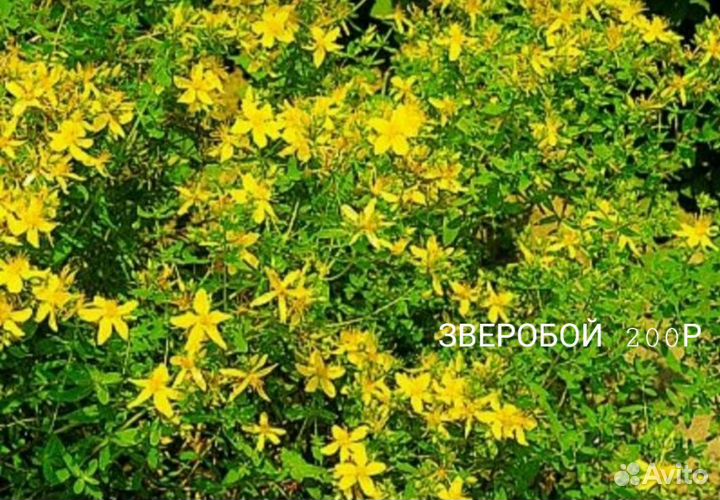 Растения-цветы для сада