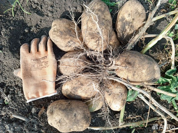 Картофель семенной Сынок (Богатырь) и Уника