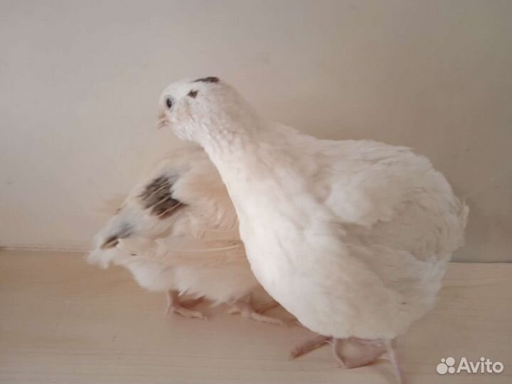 Перепела-несушки Техасский Фараон