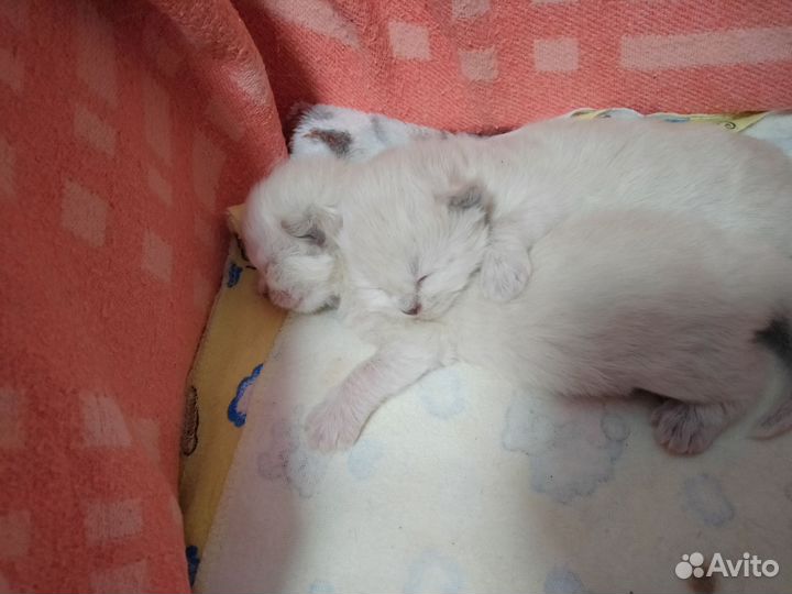 Невские котятки