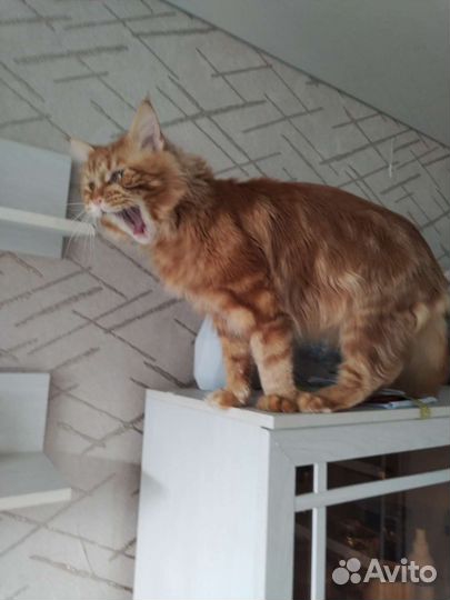 Мейн-кун вязка