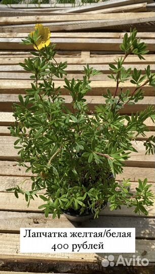 Многолетние растения