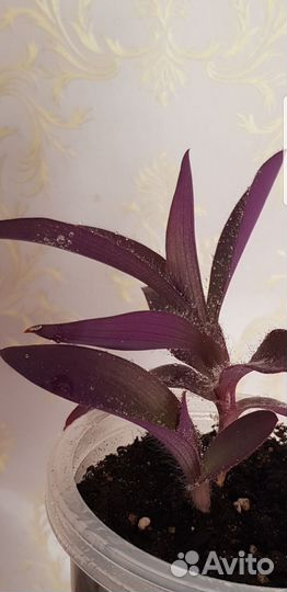 Традесканция пурпурная