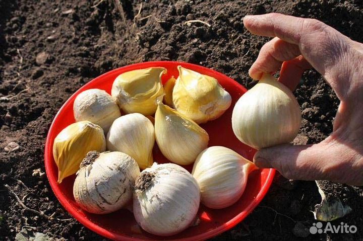 Рокамболь (причесночный лук). Слоновий чеснок