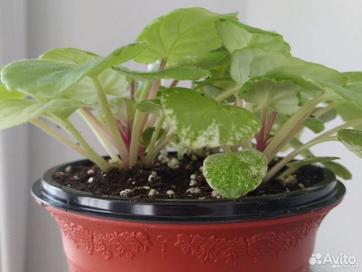 Фиалки не рассаженные