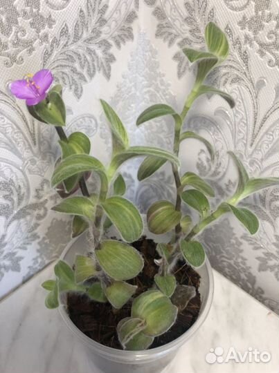 Традесканции: Дисколор, Желтая гора и др