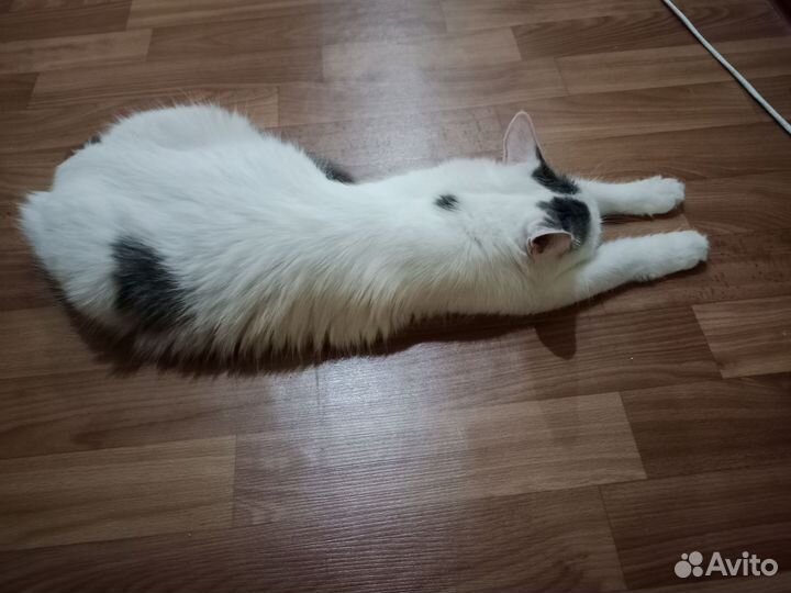Кошка в дар