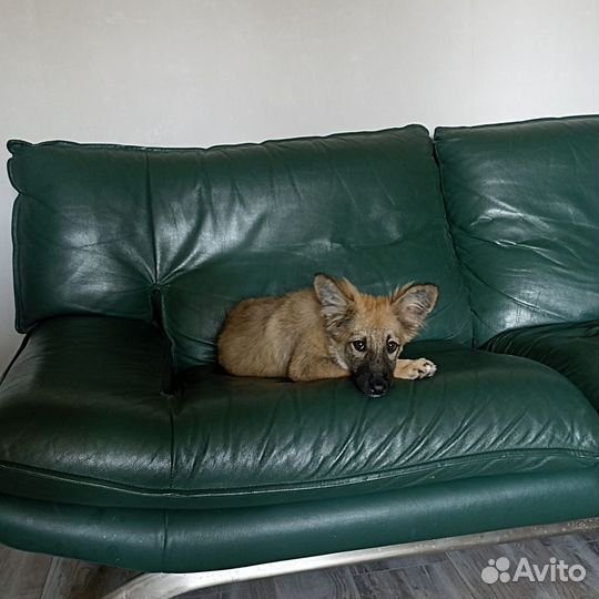 Щенок в добрые руки бесплатно