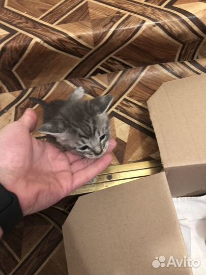 Кошка в дар бесплатно