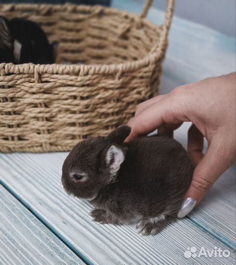 Карликовый кролик рекс