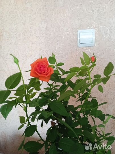 Роза кардана