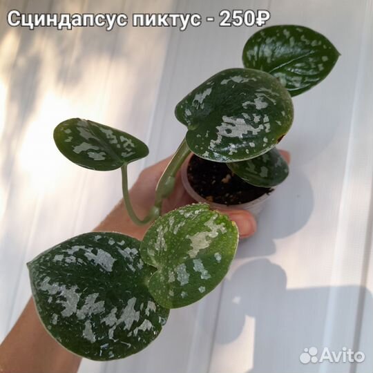 Филодендрон Сканденс бразил, Эпипремнум N-joy