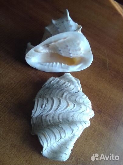 Большие морские раковины