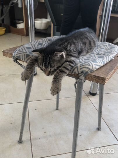 Котенок в добрые руки