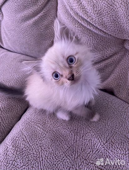 Котята в добрые ручки