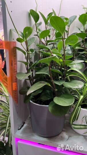 Пеперомия туполистная в кашпо